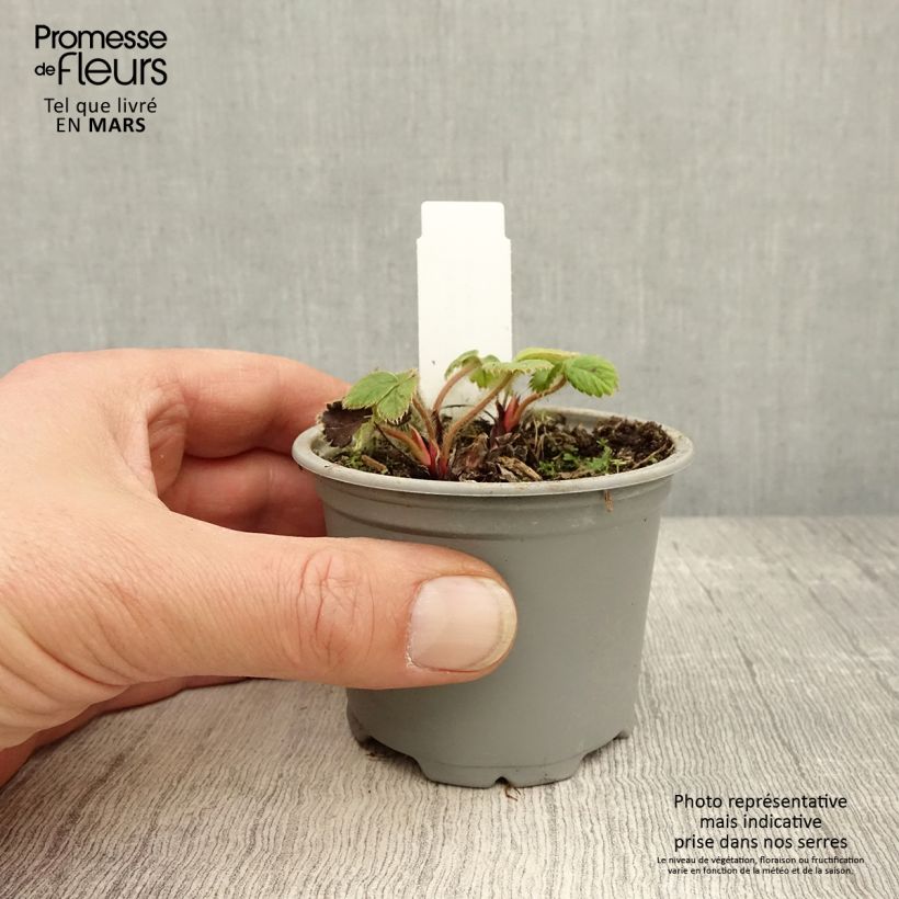 Exemplar von Erdbeere Ostara Kleine Töpfe von 7/8 cm wie im Frühjahr geliefert