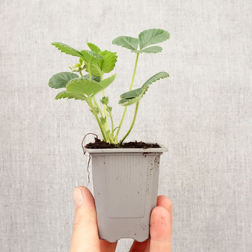 Exemplar von Erdbeere Rabunda Wurzelballen 4 cm x 4,5 cm wie im Frühjahr geliefert