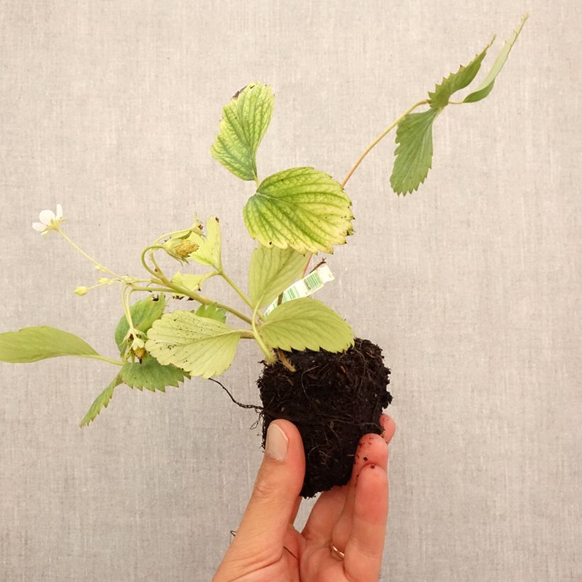 Exemplar von Erdbeer Reine des Vallées Bio Plug 5 cm x 7 cm wie im Herbst geliefert