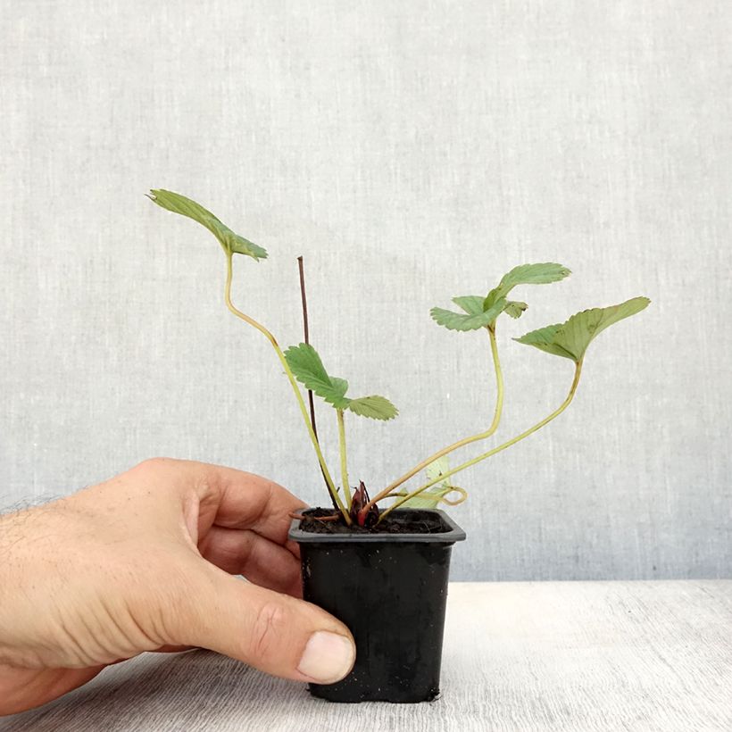 Exemplar von Erdbeere White Pineberry Kleine Töpfe von 8/9 cm wie im Herbst geliefert