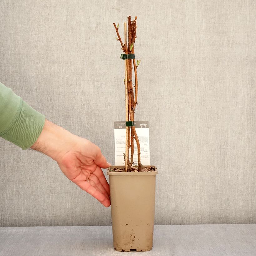 Exemplar von Himbeere Carmen Love Topf mit 1,5L/2L, Strauch/Busch, mehrstämmig wie im Winter geliefert