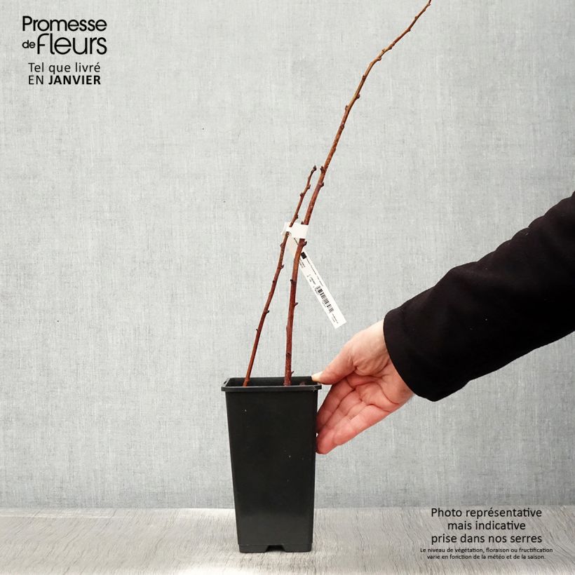 Exemplar von Zwerghimbeere Lowberry Goodasgold Topf mit 1,5L/2L, Strauch/Busch, mehrstämmig wie im Winter geliefert