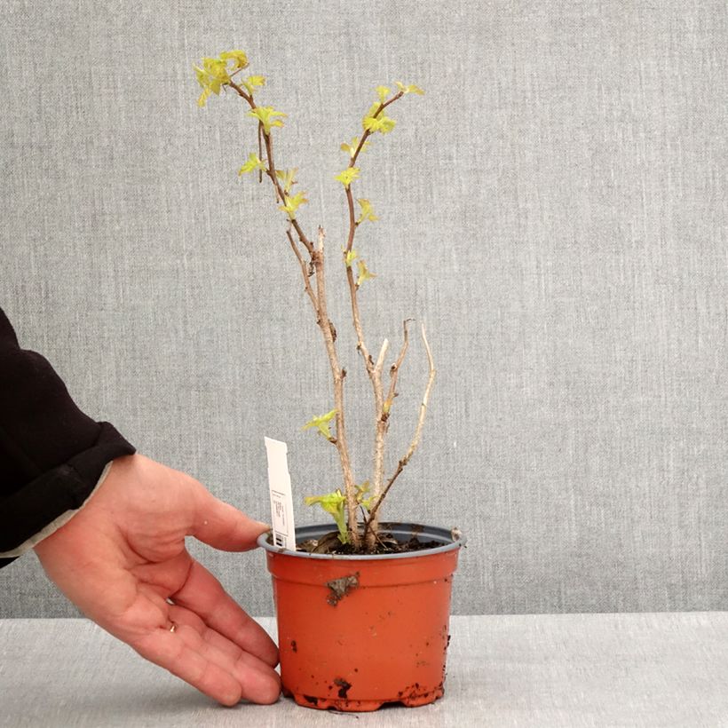 Exemplar von Himbeere Groovy (Jdeboer005) Topf 12 cm / 13 cm, Strauch/Busch, mehrstämmig wie im Frühjahr geliefert