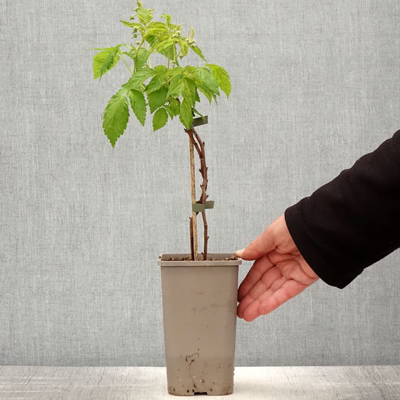 Exemplar von Zwerghimbeere Lowberry Little Orangelina Topf mit 1,5L/2L wie im Frühjahr geliefert