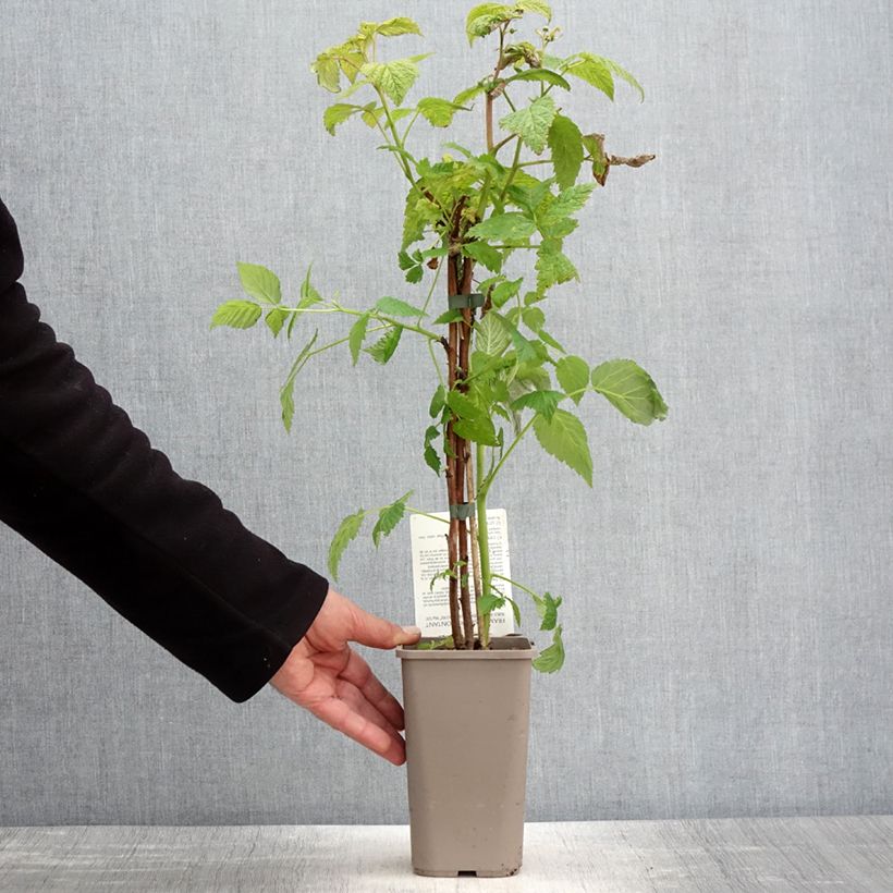 Exemplar von Himbeere Mademoiselle Françoise Topf mit 1,5L/2L, Strauch/Busch, mehrstämmig wie im Frühjahr geliefert