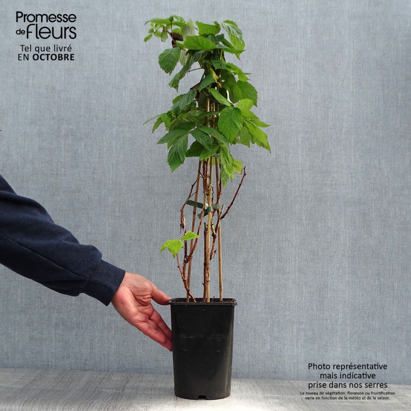 Exemplar von Himbeere Malling promise Topf mit 1,5L/2L wie im Herbst geliefert