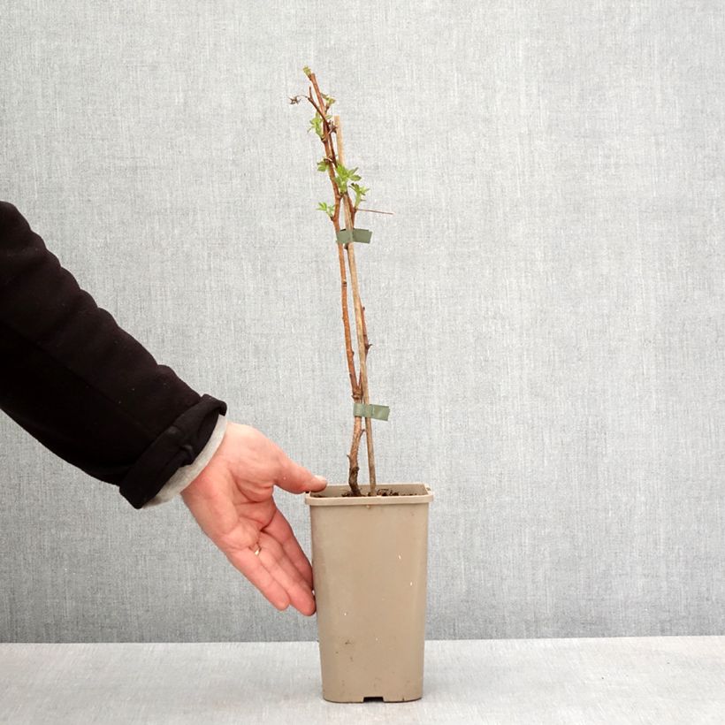 Exemplar von Himbeere Primeberry Autumn Fleshy Topf mit 1,5L/2L, Strauch/Busch, mehrstämmig wie im Frühjahr geliefert