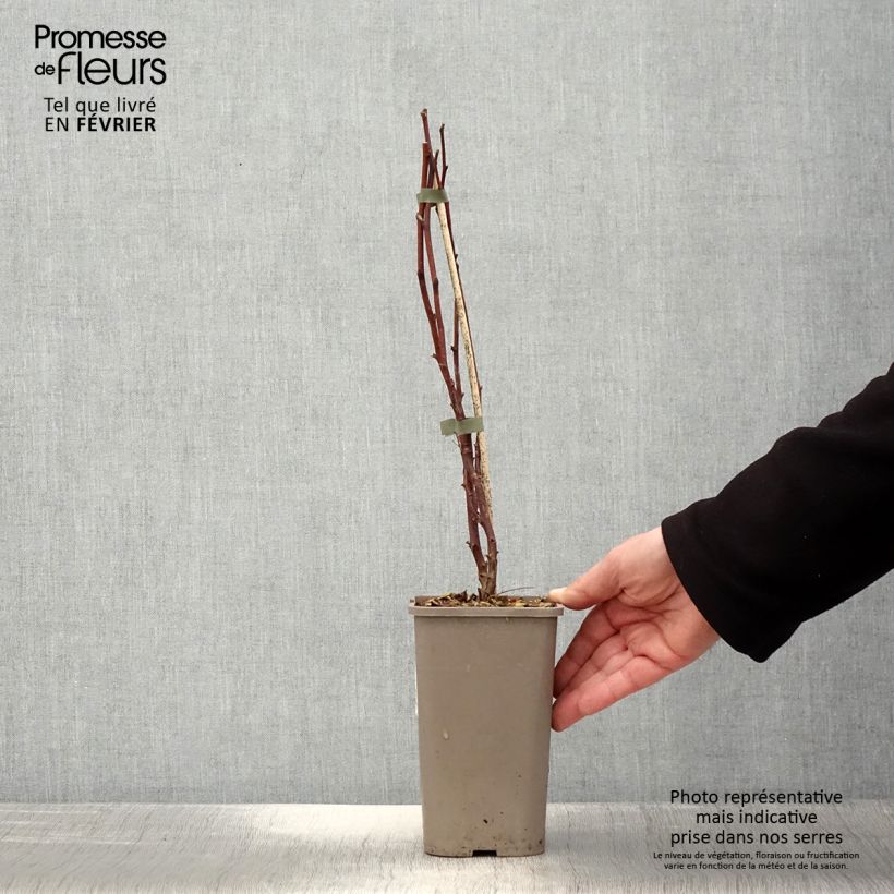 Exemplar von Himbeere Primeberry Autumn Wildy Topf mit 1,5L/2L wie im Winter geliefert