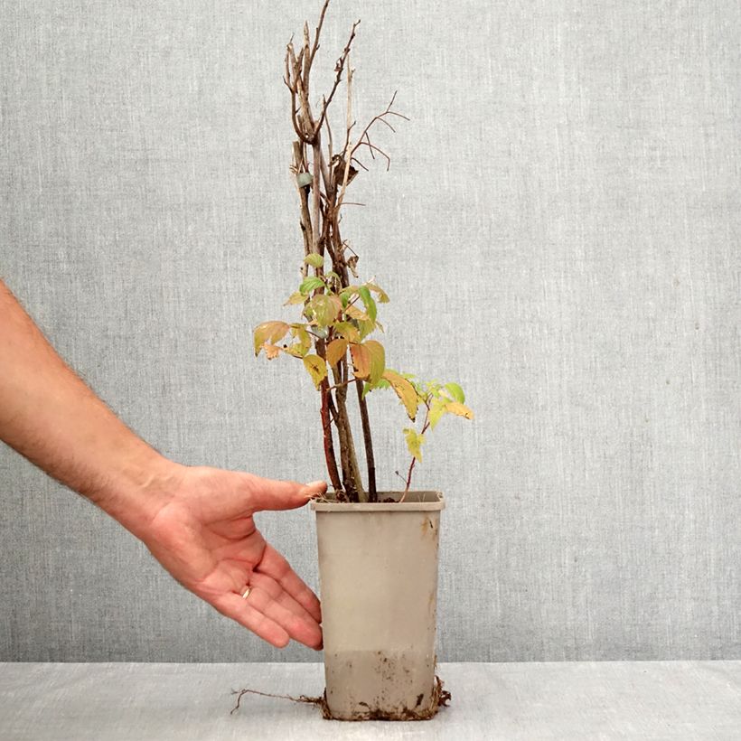 Exemplar von Himbeere Primeberry Autumn Wildy Topf mit 1,5L/2L wie im Herbst geliefert