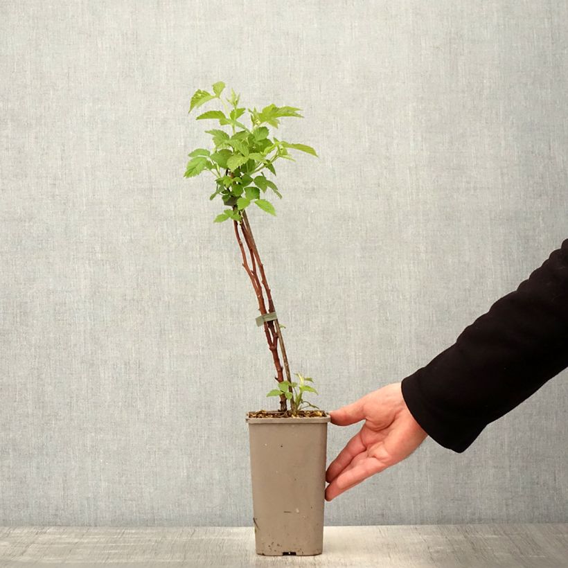 Exemplar von Himbeere Primeberry Autumn Chef Topf mit 1,5L/2L, Strauch/Busch, mehrstämmig wie im Frühjahr geliefert