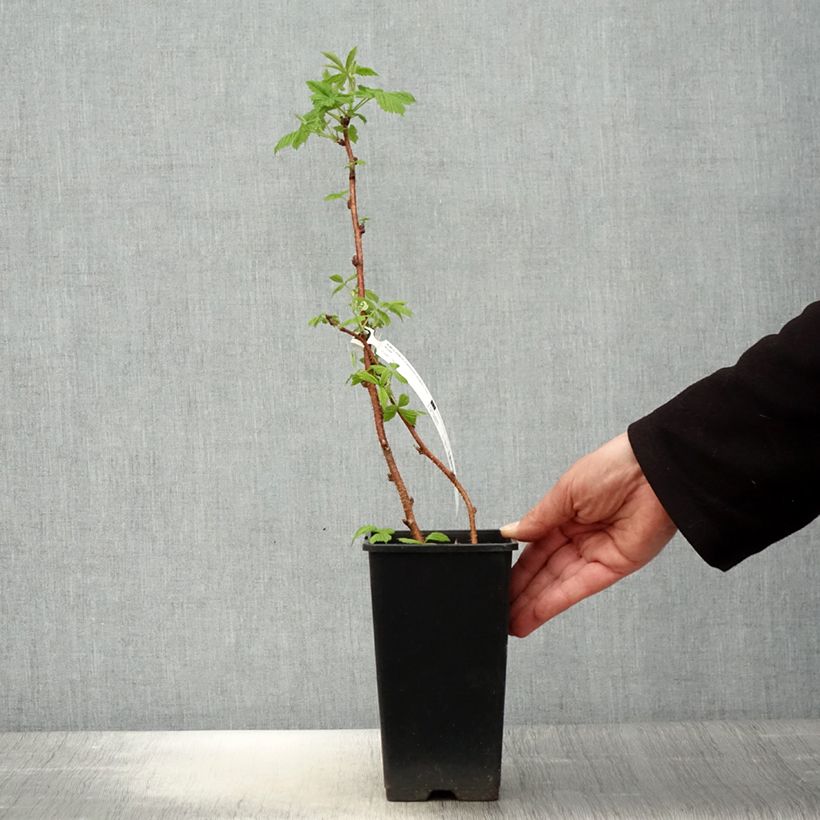 Exemplar von Himbeere Scepter Topf mit 1L/1,5L wie im Frühjahr geliefert