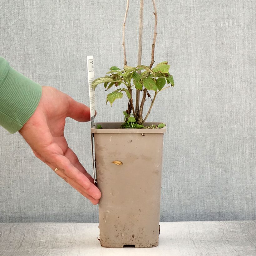 Exemplar von Himbeere Schlaraffia Plentiful Topf mit 1,5L/2L, Strauch/Busch, mehrstämmig wie im Sommer geliefert