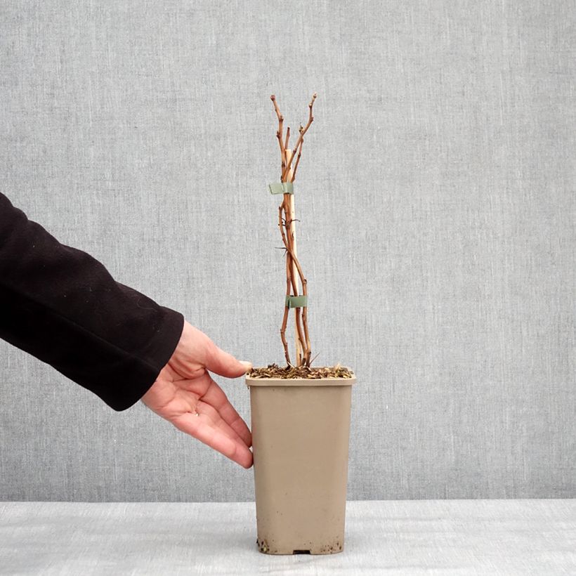 Exemplar von Himbeere Schlaraffia Golddigger Topf mit 1,5L/2L, Strauch/Busch, mehrstämmig wie im Winter geliefert