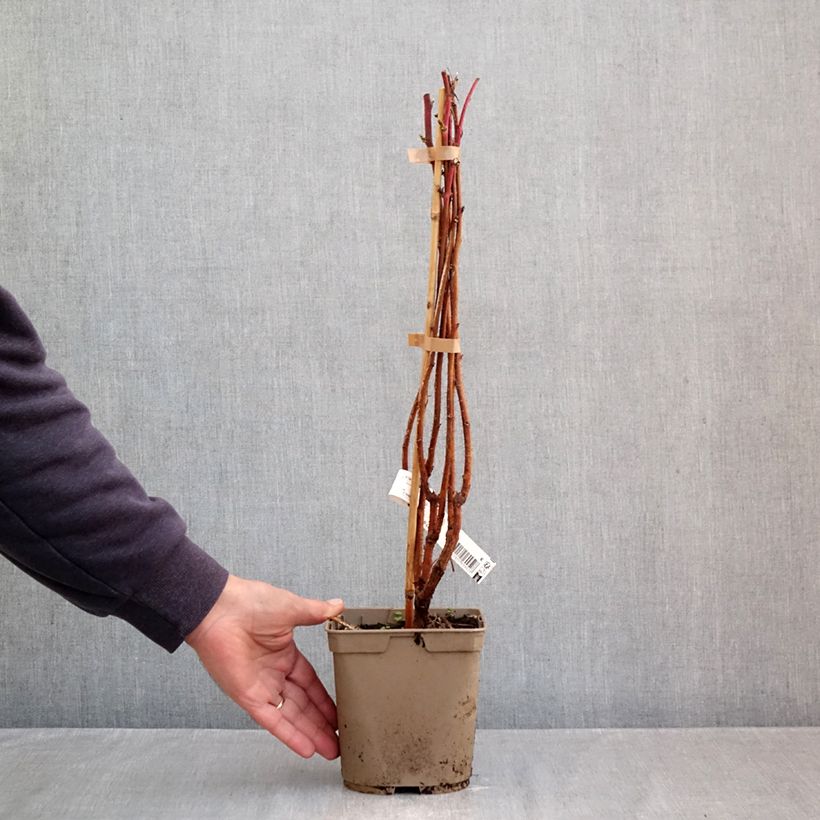 Exemplar von Himbeere Sumo 2 Topf mit 2L/3L, Strauch/Busch, mehrstämmig wie im Herbst geliefert