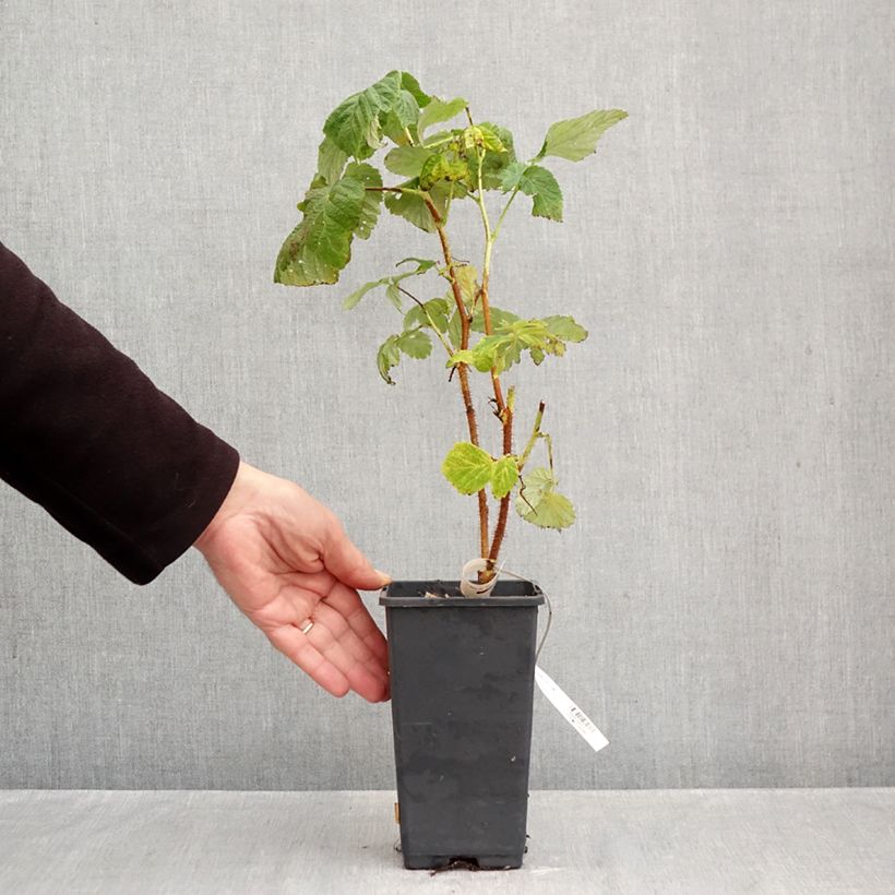 Exemplar von Himbeere Valentina Topf mit 1,5L/2L, Strauch/Busch, mehrstämmig wie im Herbst geliefert