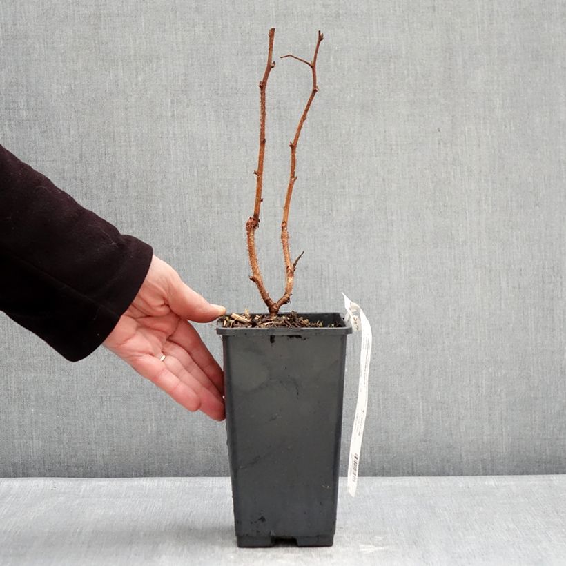 Exemplar von Himbeere Valentina Topf mit 1,5L/2L, Strauch/Busch, mehrstämmig wie im Winter geliefert