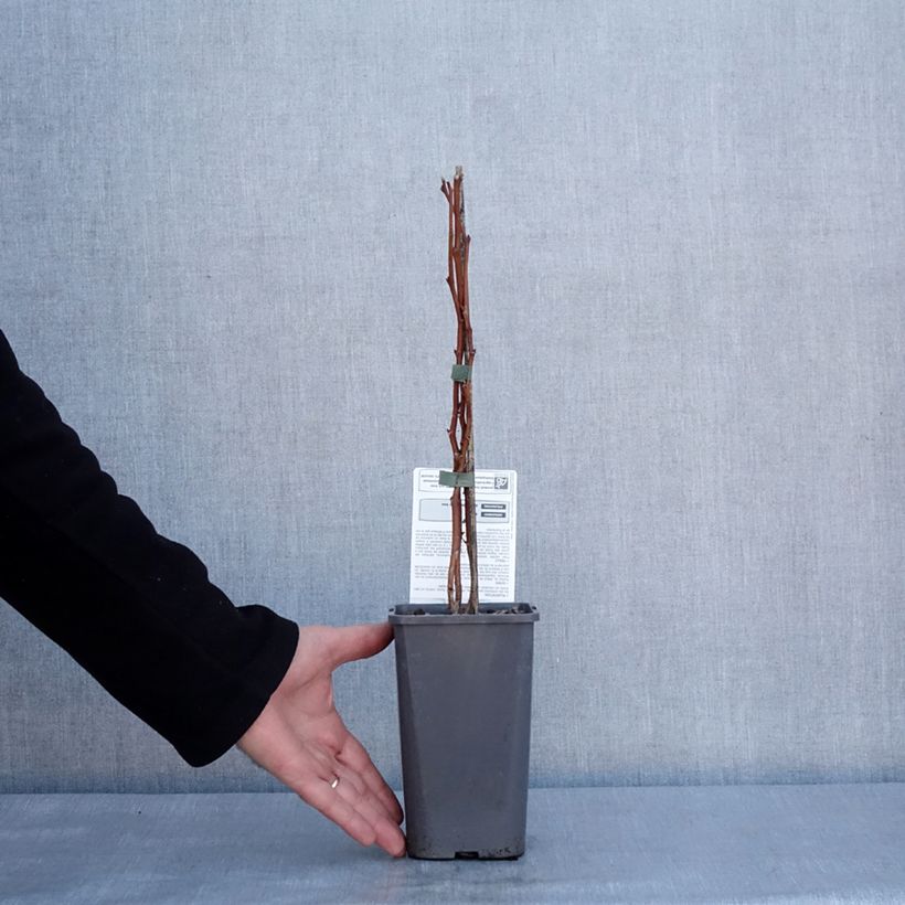 Exemplar von Himbeere Versailles Bio Topf mit 1,5L/2L, Strauch/Busch, mehrstämmig wie im Winter geliefert