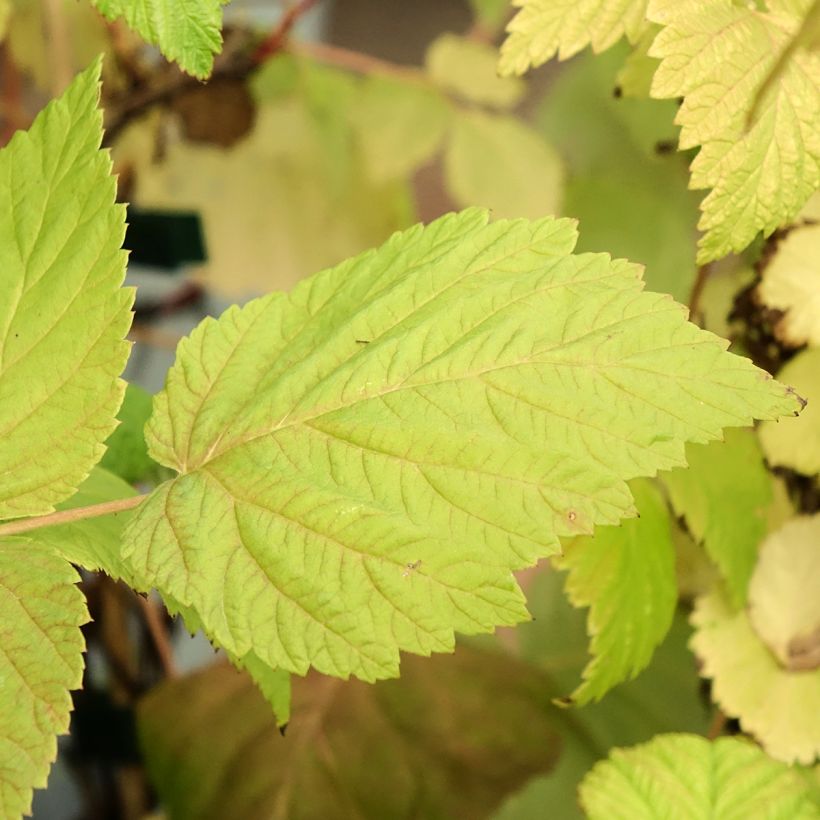 Himbeere Zefa Herbsternte B Bio (Laub)