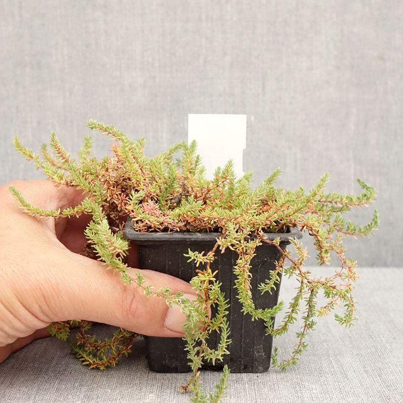 Exemplar von Frankenia laevis - Glatte Seeheide Kleine Töpfe von 8/9 cm wie im Herbst geliefert