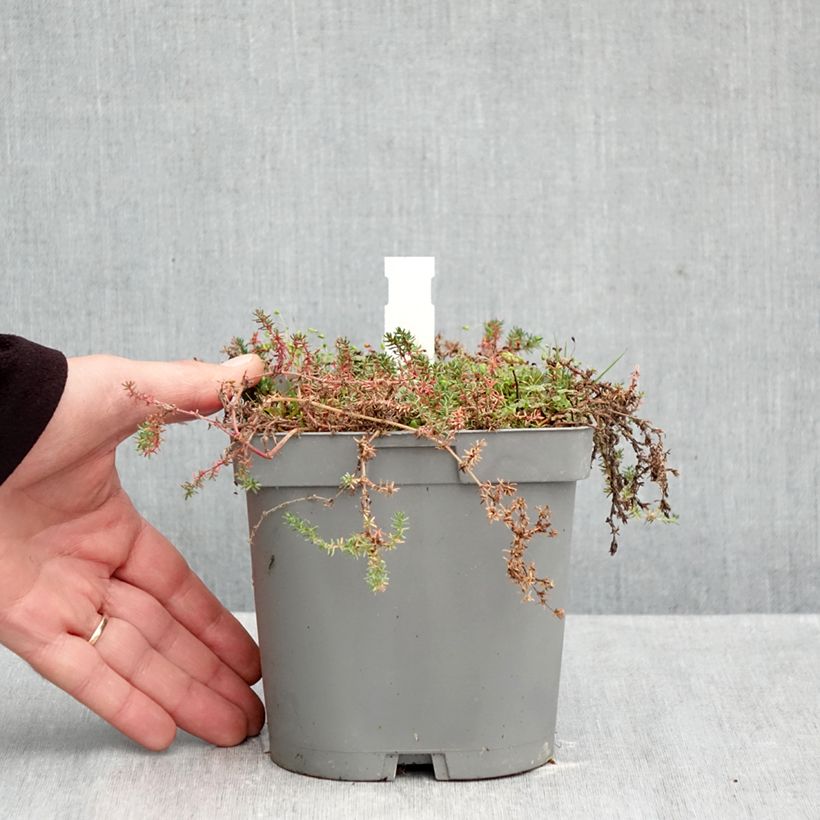 Exemplar von Frankenia laevis - Glatte Seeheide Topf mit 2L/3L wie im Herbst geliefert