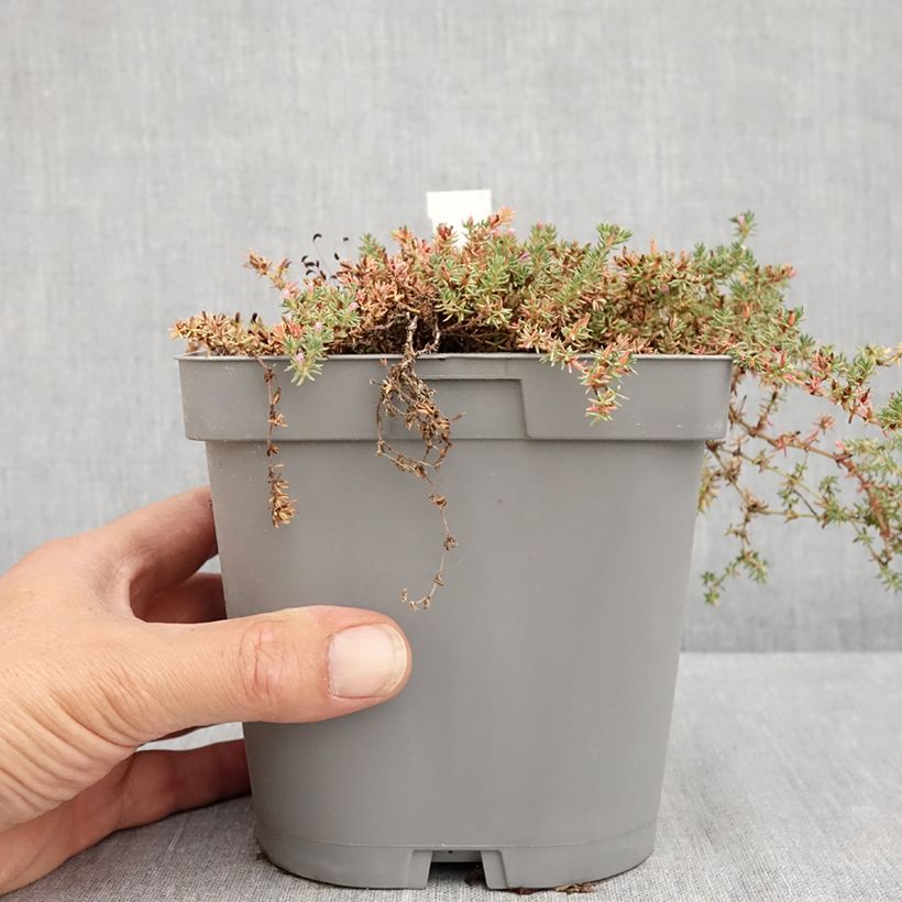 Exemplar von Frankenia laevis - Glatte Seeheide Topf mit 2L/3L wie im Sommer geliefert