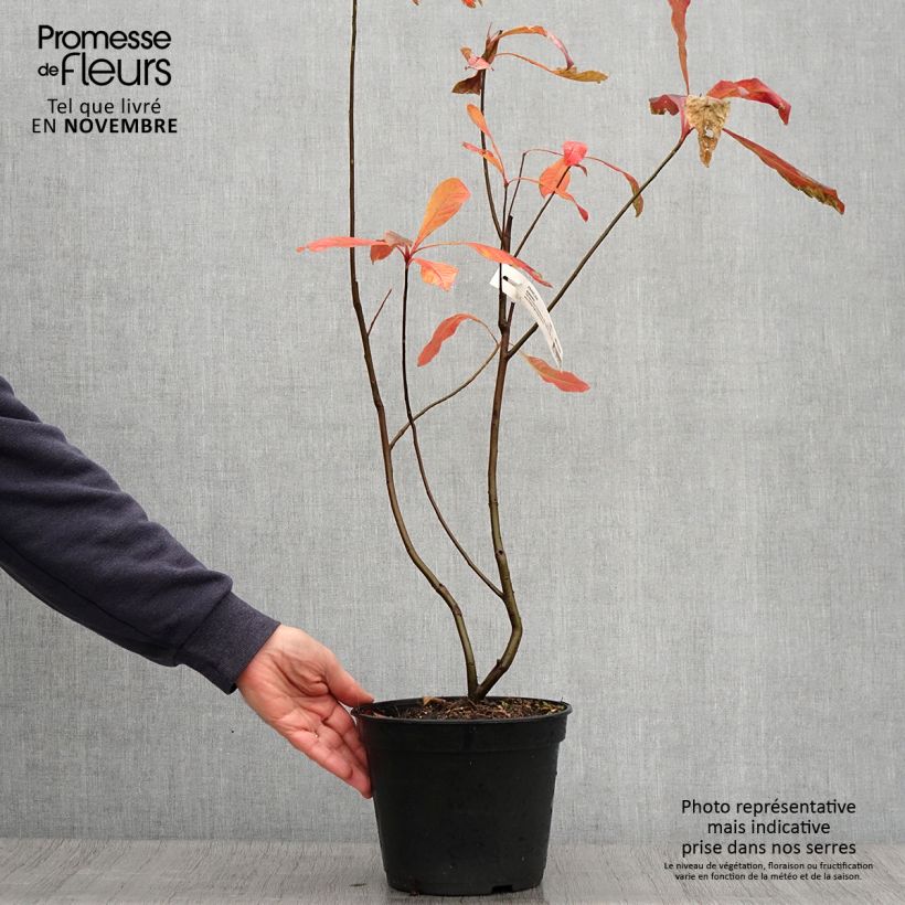 Exemplar von Franklinia alatamaha - Franklinie Topf mit 4L/5L wie im Herbst geliefert