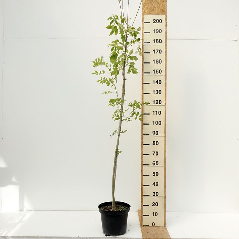 Exemplar von Fraxinus americana Hunky Punk - Weiß-Esche Topf mit 7,5L/10L wie im Sommer geliefert