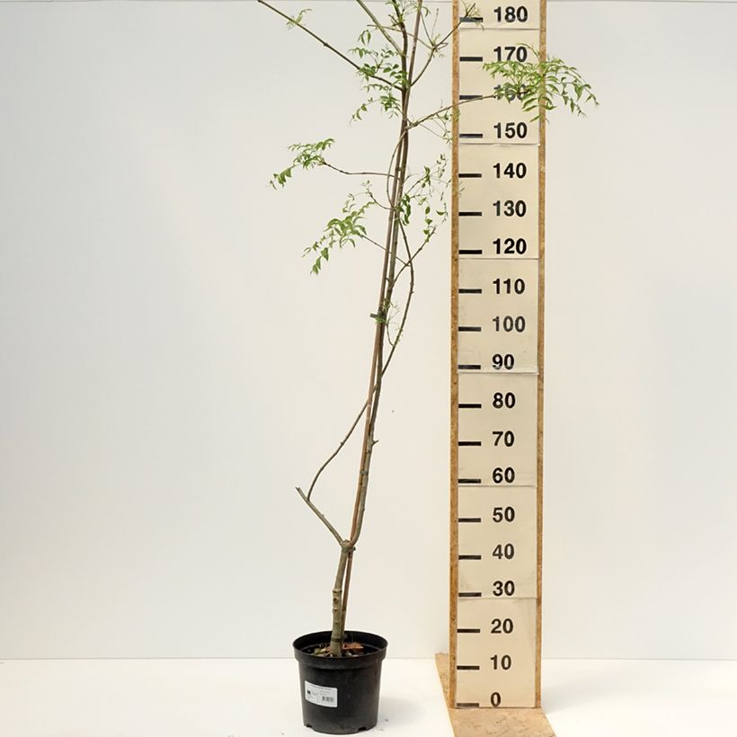 Exemplar von Gemeine Esche Aarsee - Fraxinus excelsior Topf mit 7,5L/10L wie im Frühjahr geliefert