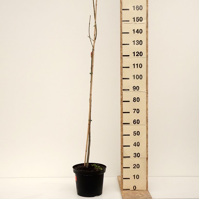 Exemplar von Gemeine Esche Foliis Aureis - Fraxinus excelsior Topf mit 12L/15L wie im Winter geliefert
