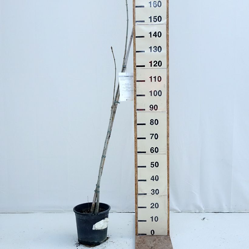 Exemplar von Gemeine Esche - Fraxinus excelsior Topf mit 7,5L/10L wie im Winter geliefert