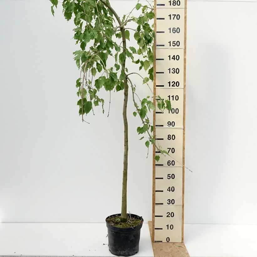 Exemplar von Gemeine Esche Heterophylla Pendula - Fraxinus excelsior Topf mit 7,5L/10L wie im Sommer geliefert