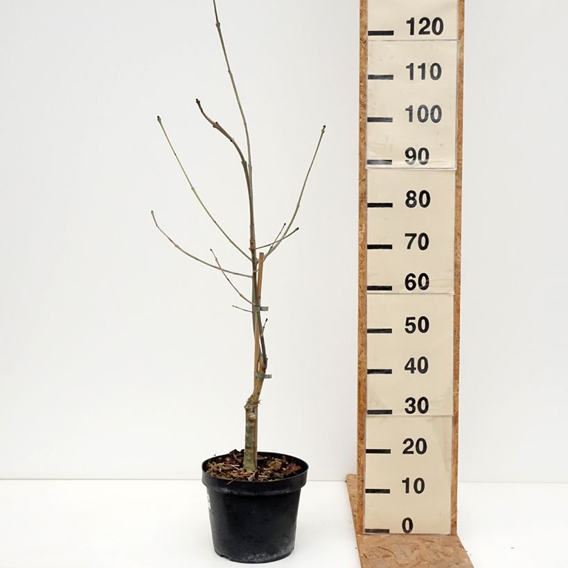 Exemplar von Gemeine Esche Zygmunt Krasiński - Fraxinus excelsior Topf mit 7,5L/10L wie im Herbst geliefert