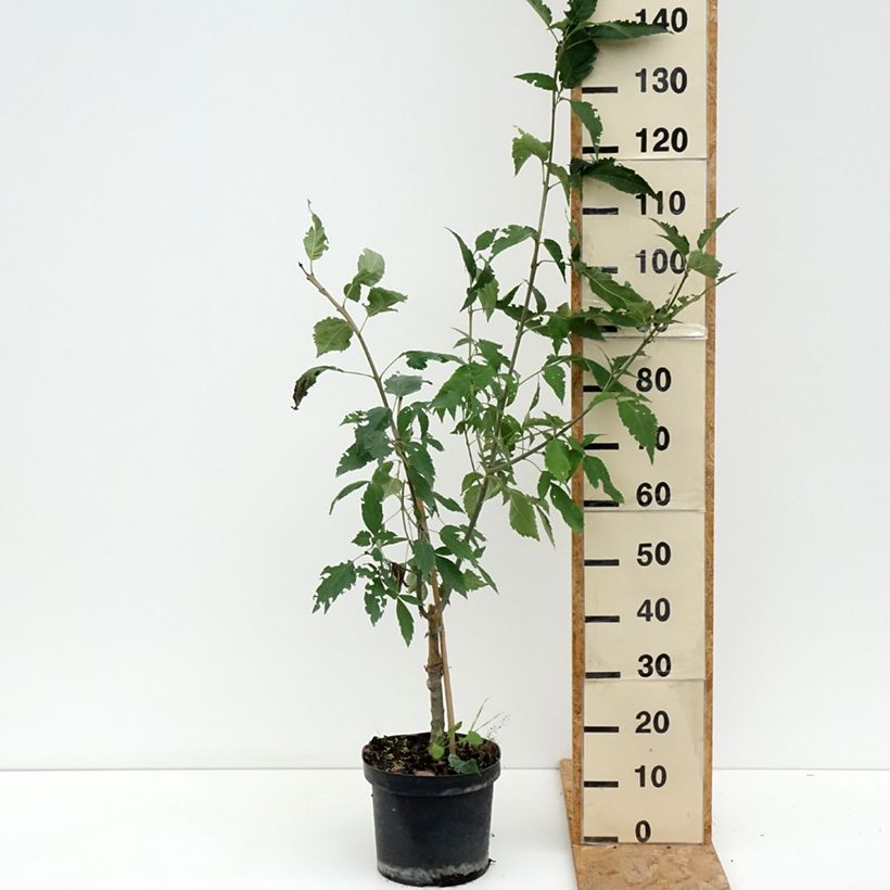 Exemplar von Gemeine Esche Zygmunt Krasiński - Fraxinus excelsior Topf mit 7,5L/10L wie im Sommer geliefert