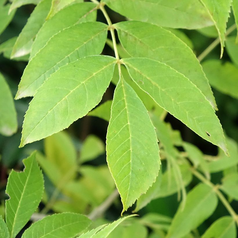 Rot-Esche Argenteomarginata - Fraxinus pennsylvanica (Laub)