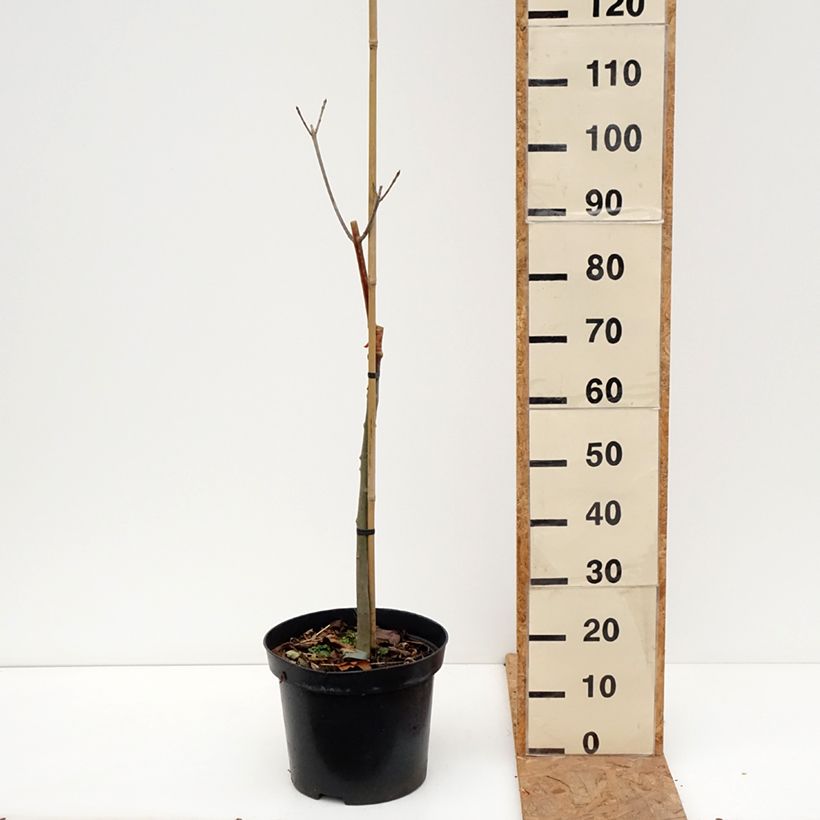 Exemplar von Rot-Esche Argenteomarginata - Fraxinus pennsylvanica Topf mit 7,5L/10L wie im Herbst geliefert