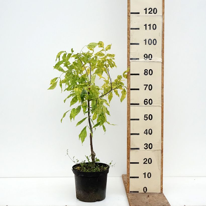 Exemplar von Fraxinus pennsylvanica Aucubifolia - Rot-Esche Topf mit 7,5L/10L, Stamm wie im Frühjahr geliefert