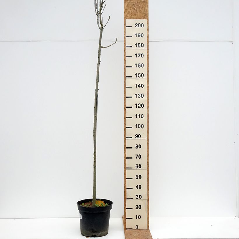Exemplar von Fraxinus pennsylvanica Crispa - Rot-Esche Topf mit 30L/35L, Stamm wie im Herbst geliefert