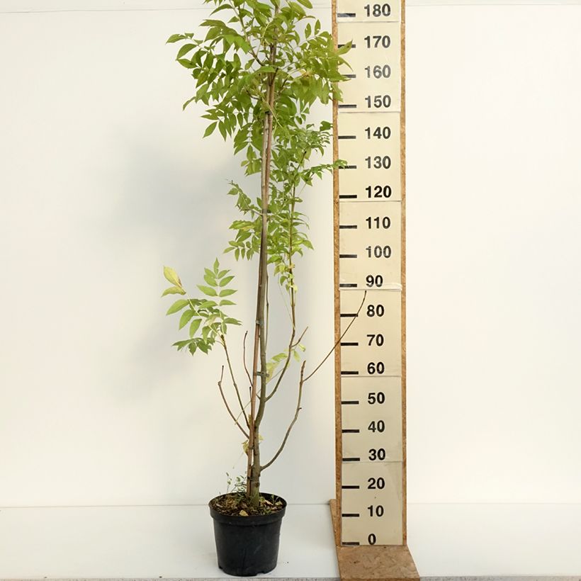 Exemplar von Gemeine Esche Argenteovariegata - Fraxinus excelsior Topf mit 7,5L/10L wie im Sommer geliefert