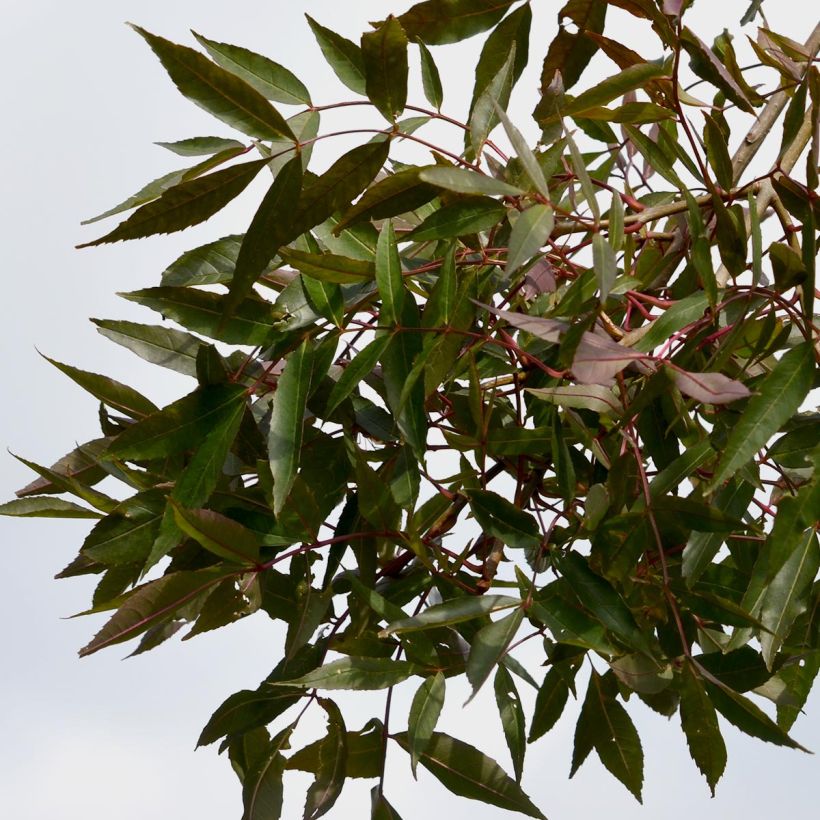 Beispiel eines Exemplars von Schmalblättrige Esche Raywood - Fraxinus angustifolia Topf mit 30L/35L wie geliefert