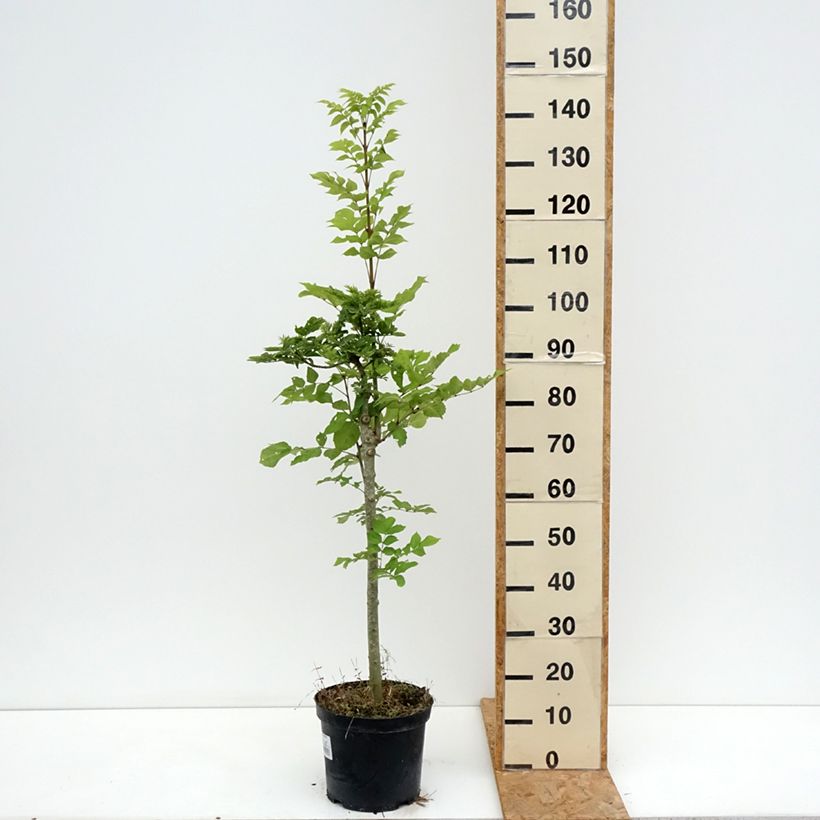 Exemplar von Gemeine Esche Abiona - Fraxinus excelsior Topf mit 7,5L/10L wie im Sommer geliefert