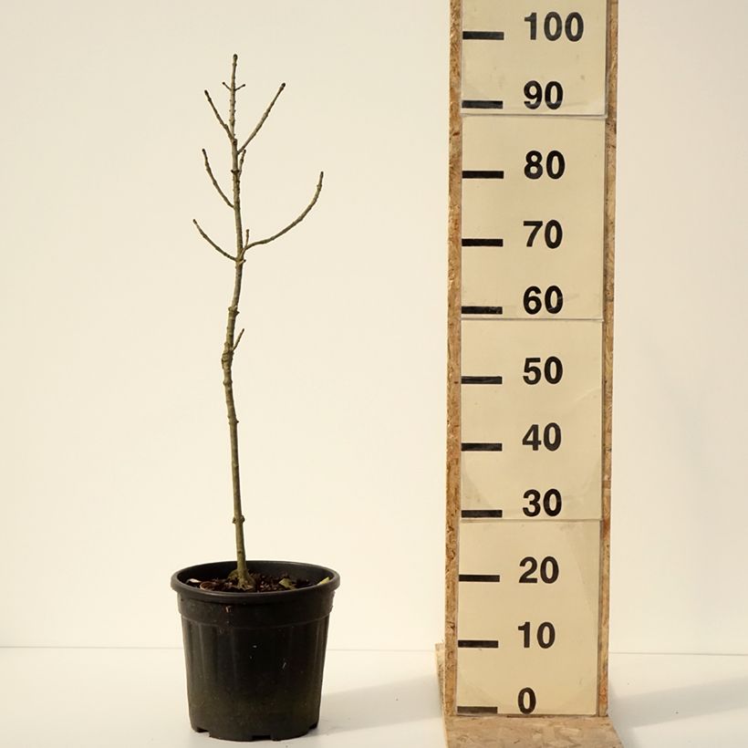 Exemplar von Gemeine Esche Abiona - Fraxinus excelsior Topf mit 7,5L/10L wie im Winter geliefert