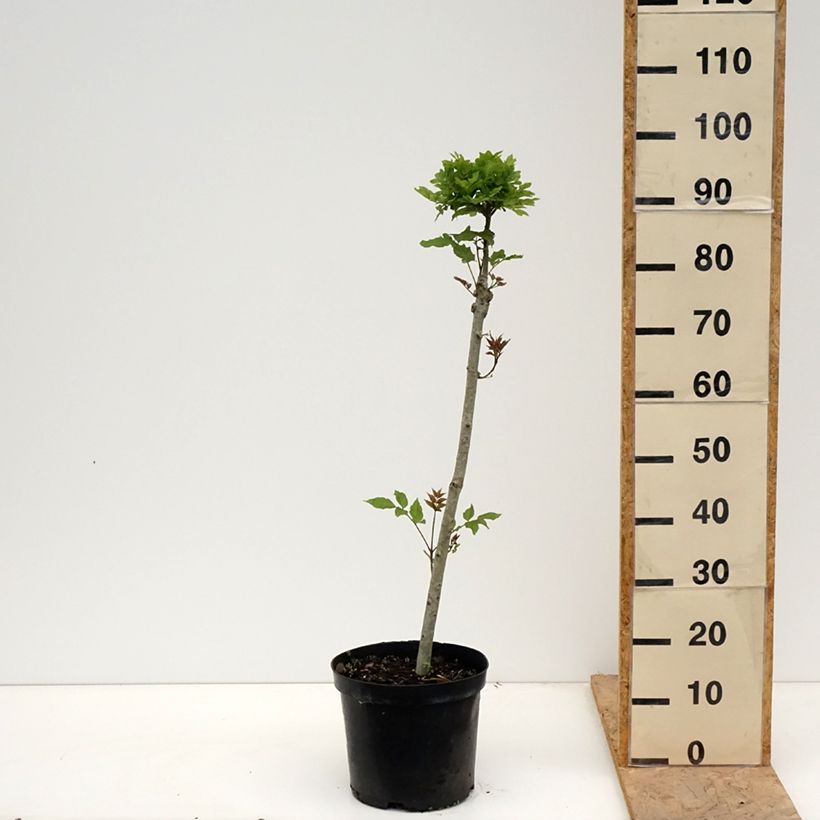 Exemplar von Gemeine Esche Abiona - Fraxinus excelsior Topf mit 7,5L/10L, Stamm wie im Frühjahr geliefert