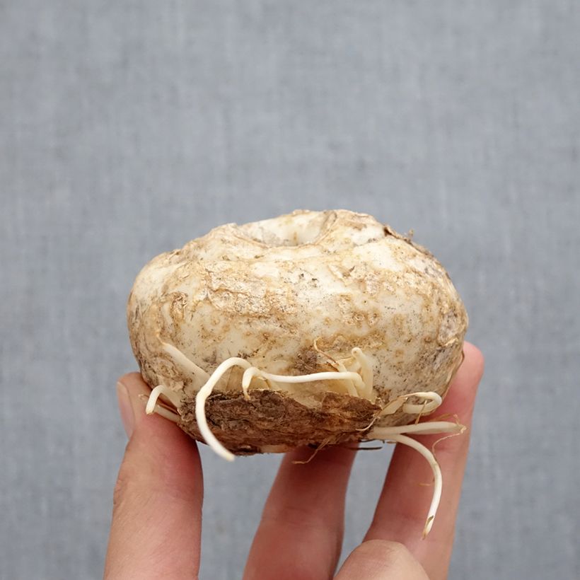 Exemplar von Kaiserkrone Aureomarginata - Fritillaria imperialis Zwiebel Kaliber/Größe I wie im Herbst geliefert