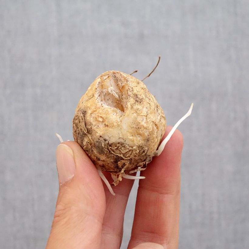 Exemplar von Kaiserkrone Bach - Fritillaria imperialis Zwiebel Kaliber/Größe 14+ wie im Herbst geliefert