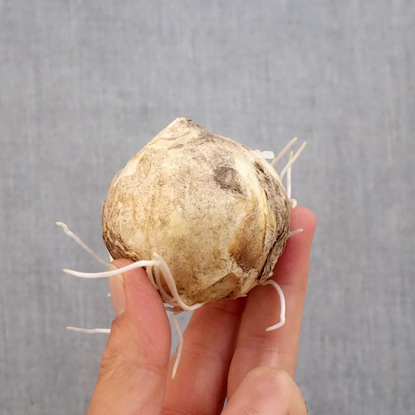 Exemplar von Kaiserkrone Early Sensation - Fritillaria imperialis Zwiebel Kaliber/Größe 18+ wie im Herbst geliefert