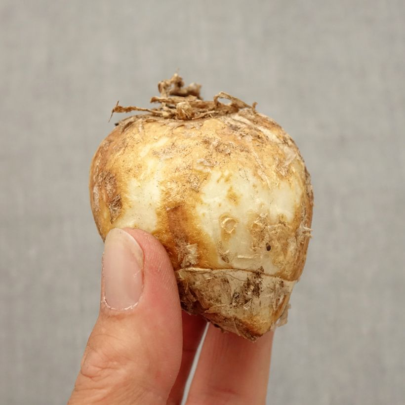 Exemplar von Kaiserkrone Striped Beauty - Fritillaria imperialis Zwiebel Kaliber/Größe 20/24 wie im Herbst geliefert