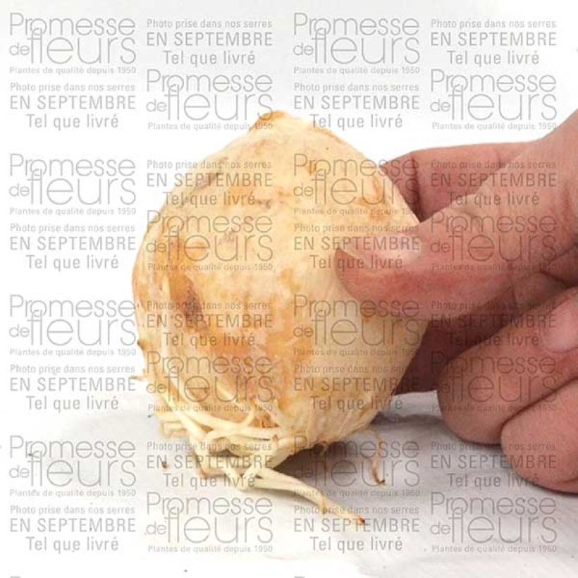 Beispiel eines Exemplars von Persische Kaiserkrone Adiyaman - Fritillaria persica Zwiebel Kaliber/Größe 20+ wie geliefert
