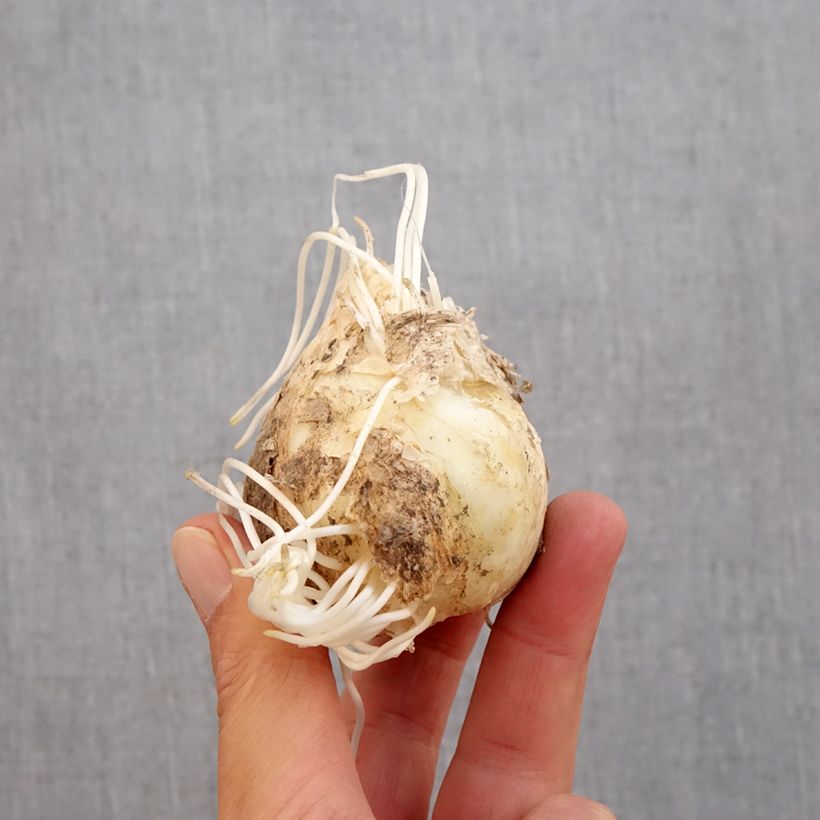 Exemplar von Persische Kaiserkrone Adiyaman - Fritillaria persica Zwiebel Kaliber/Größe 20+ wie im Herbst geliefert