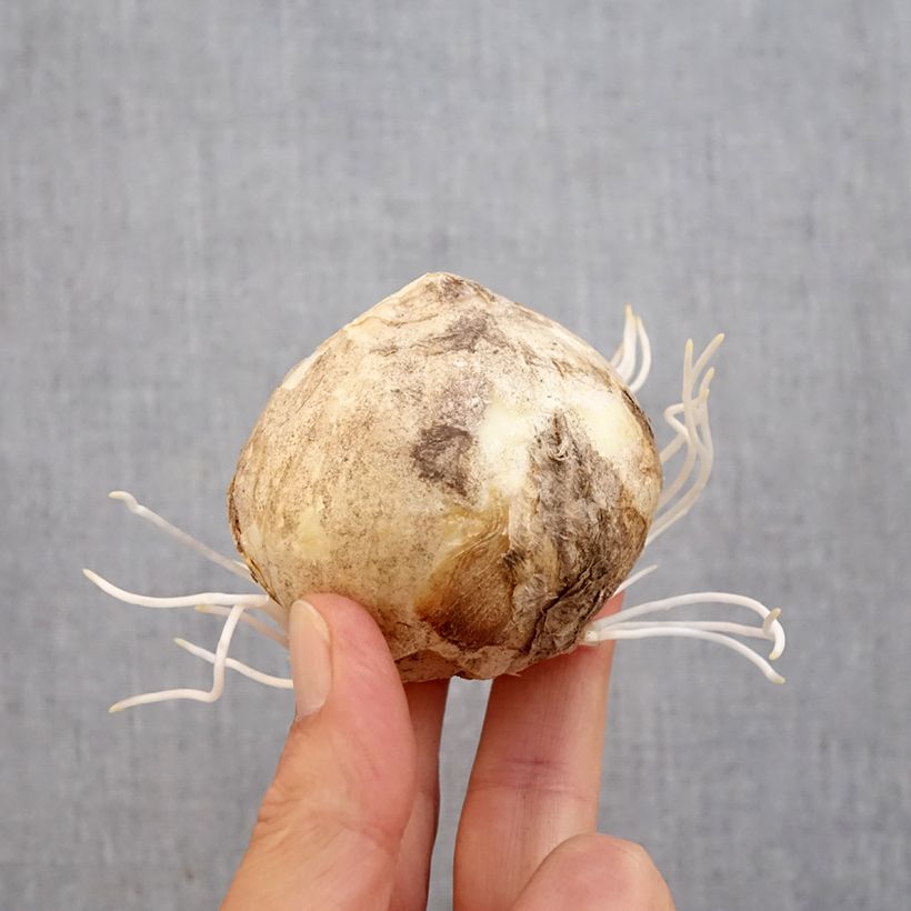 Exemplar von Persische Kaiserkrone Bicolor Magic Bells - Fritillaria persica Zwiebel Kaliber/Größe 18/20 wie im Herbst geliefert