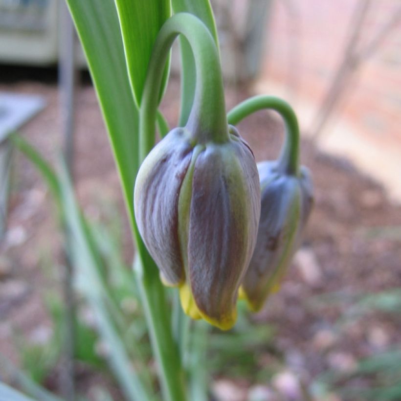 Fritillaria uva-vulpis - Fuchstrauben-Fritillarie (Blüte)